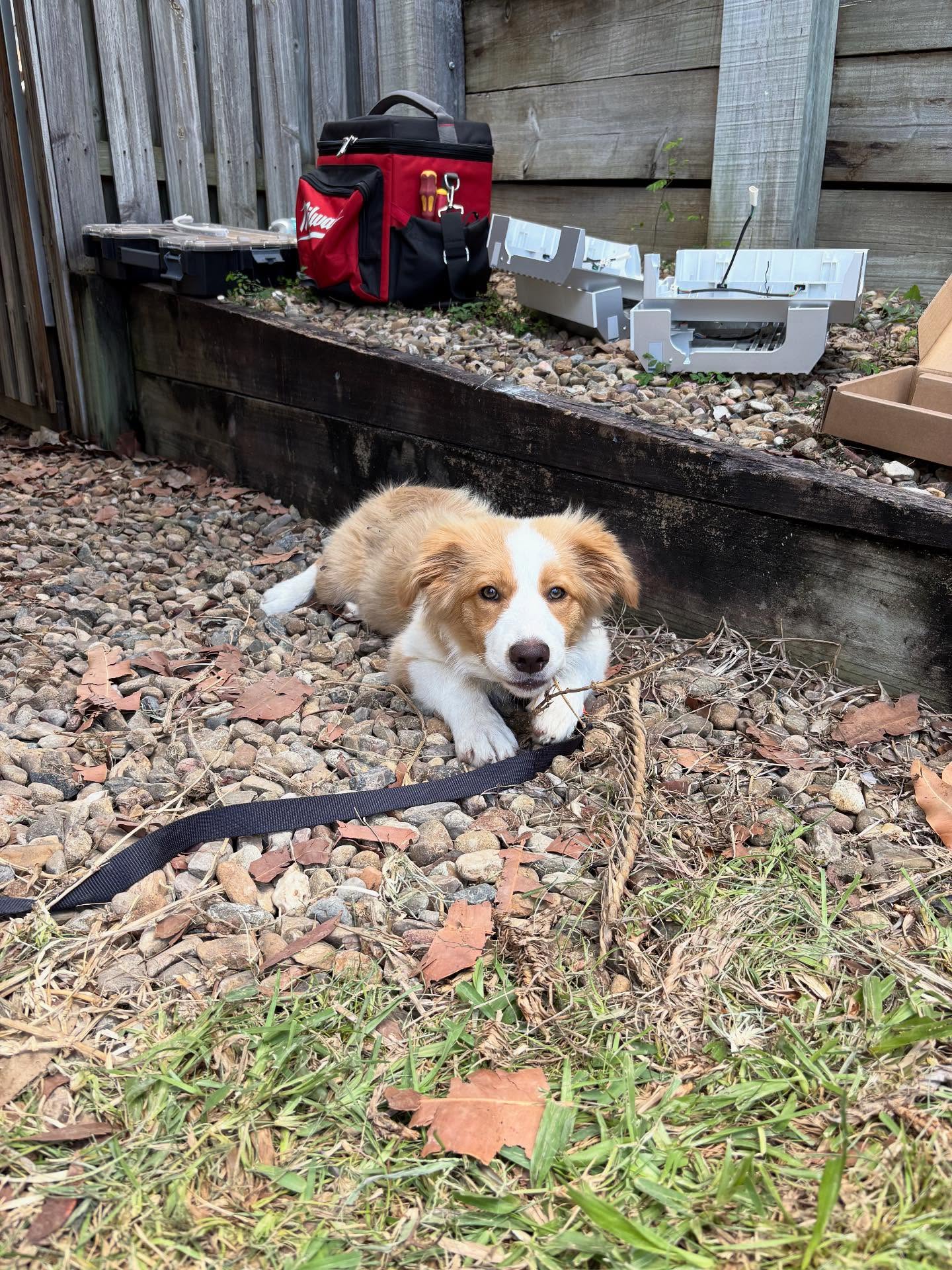 Site mascot keeping an eye on the job